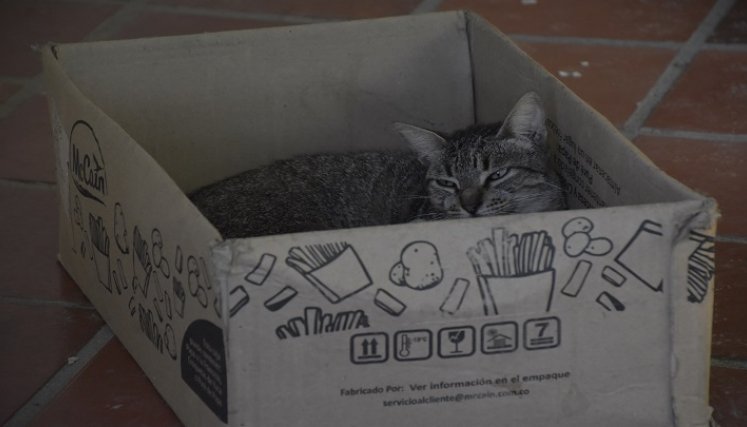 Animales abandonados en Cúcuta. / Foto: Pablo Castillo / La Opinión 