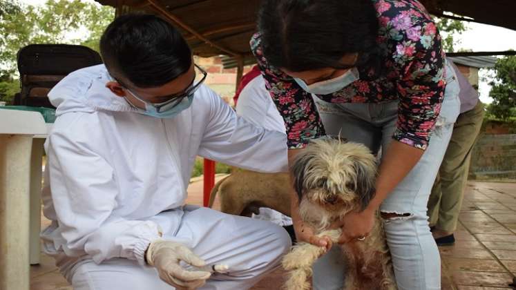 Vacunación de animales. / Foto: Cortesía / La Opinión 