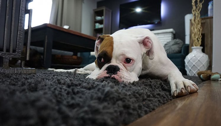 Mascotas en casa.