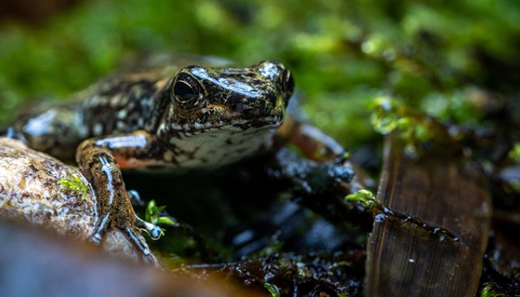 Ranas en Ecuador