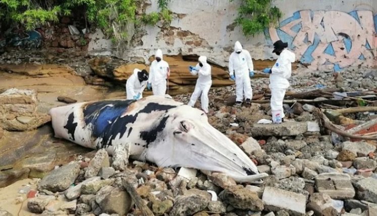 Hallan muerta una ballena de más de tres toneladas en playa de Panamá./Foto: internet