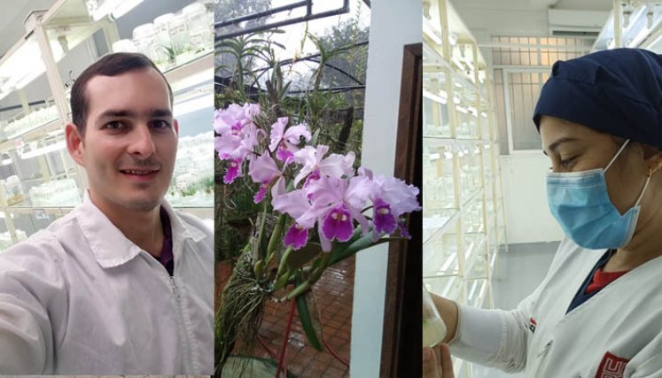 investigan el desarrollo de la orquídea