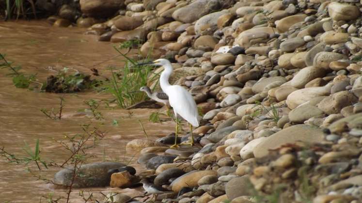 Ya no se ven aves acuáticas. / Foto: Cortesía / La Opinión 