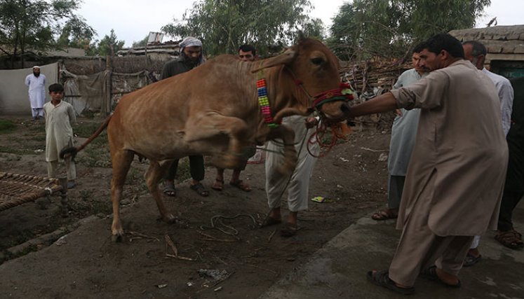 Animales silvestres