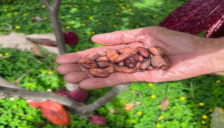 Actualmente hay 60 asociados y elaboran  diferentes productos./ Fotos: Cortesía 