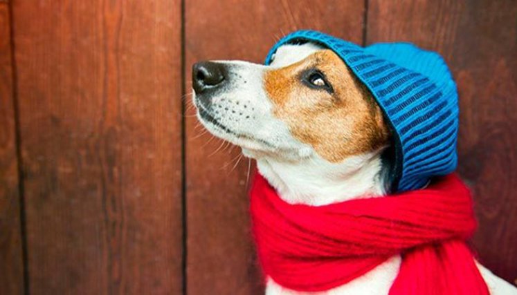 Mascotas en invierno