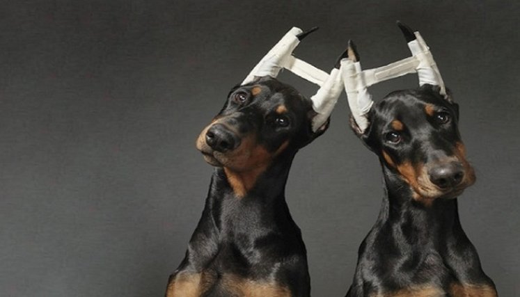 Mutilación de animales. / Foto: Cortesía