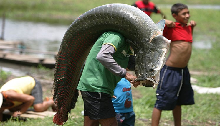 Pirarucú: ¿el pez que llevó a un doble homicidio en la Amazonia?/Foto: internet