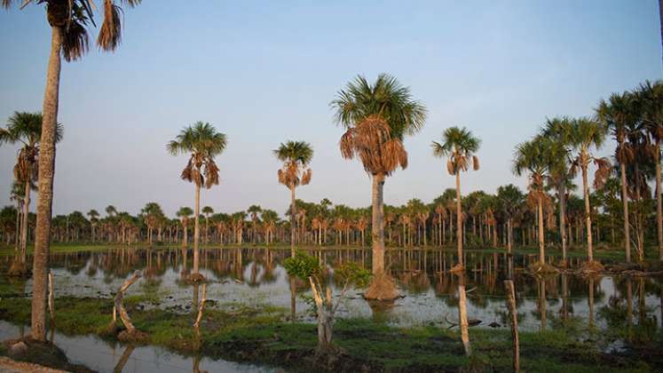 El sector privado desempeñó un papel crucial en la conservación de los ecosistemas mediante el fomento de prácticas ambientales y agrícolas y la implementación del impuesto al carbono en Colombia. / Foto: Cortesía