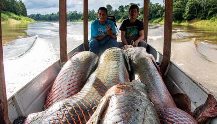 Pirarucú: ¿el pez que llevó a un doble homicidio en la Amazonia?/Foto: internet