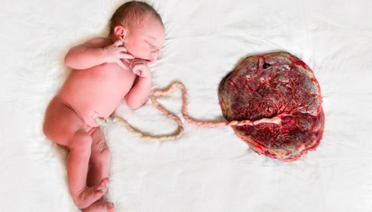 ¿Qué pasa si se come la placenta después del parto?