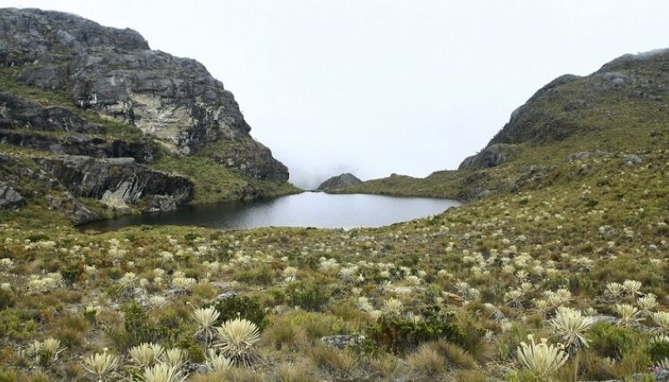 Páramo de Santurbán.  Foto: Colprensa