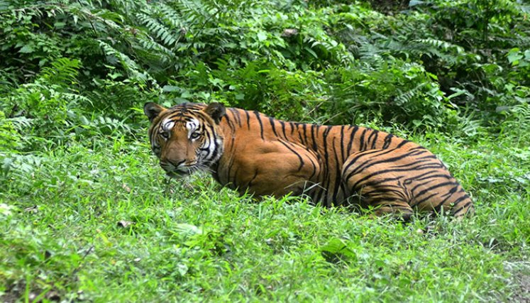 Hay un 40% más de tigres salvajes de lo que se estimaba./Foto: AFP