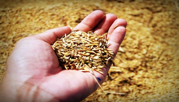  Este cereal es de gran utilidad en el diseño de alimentos funcionales, libres de gluten e infantiles. / Foto: Cortesía