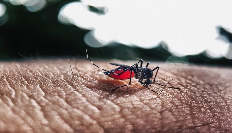 Dengue. / Foto: Cortesía