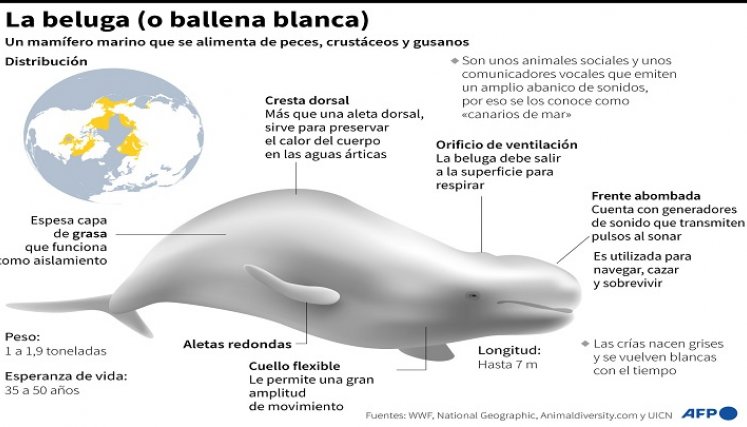 Ballena blanca. / Foto: AFP