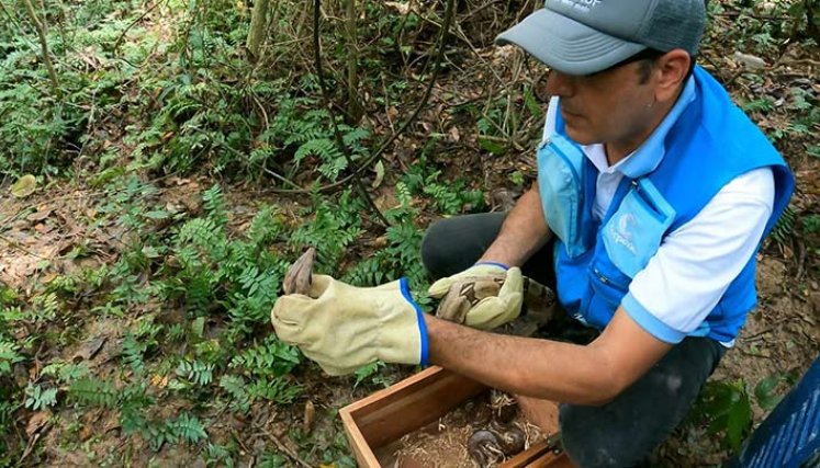 Los animales son recuperados y devueltos sanos a su hábitat natural./Foto Cortesía