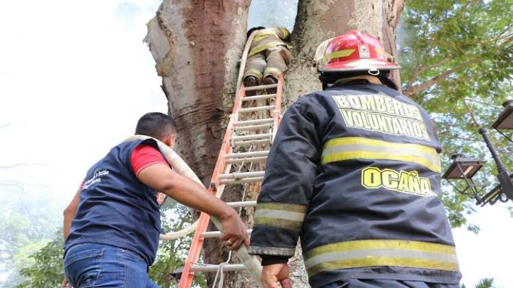 La conflagración en el interior del tronco de un árbol enciende las alarmas sobre la revisión y reposición de las especies nativas en Ocaña.  