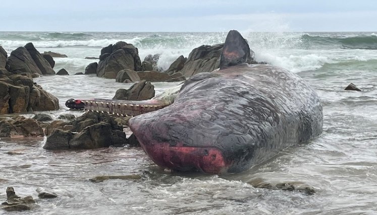 Ballenas-Tasmania. / Foto: AFP