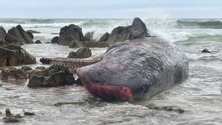 Ballenas-Tasmania. / Foto: AFP