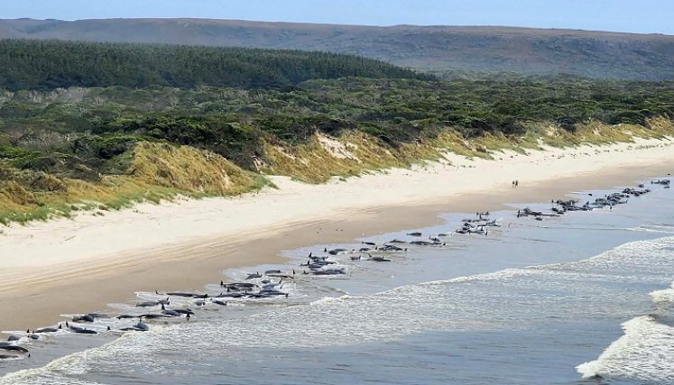 Ballenas-Tasmania. / Foto: AFP