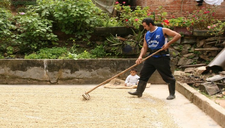 historias en tiempos de cosecha de café