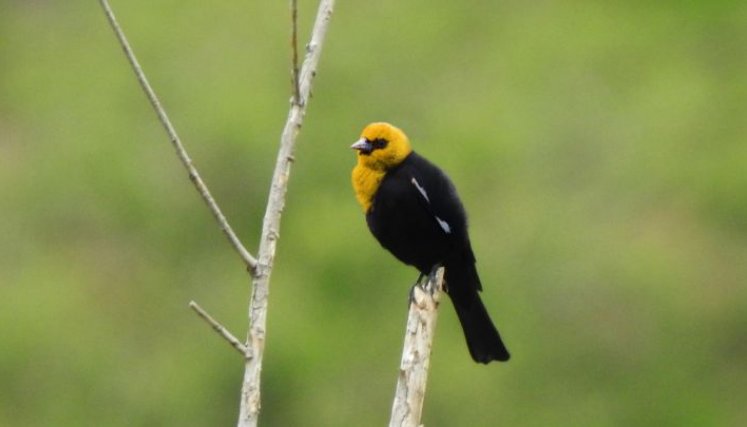 Descubren nueva especie de ave en Norte de Santander