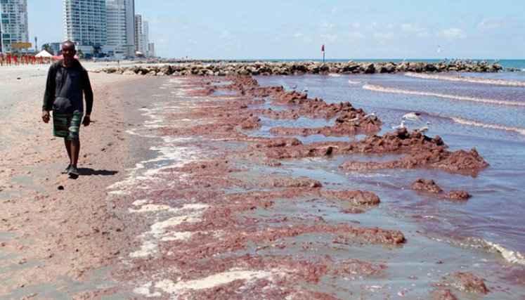 Algas muertas en Cartagena