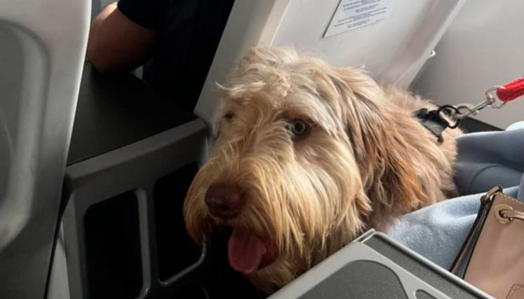 Colmenares se quejó por viajar junto a un perro