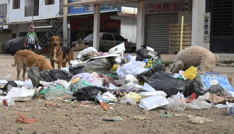 Animales requieren atención