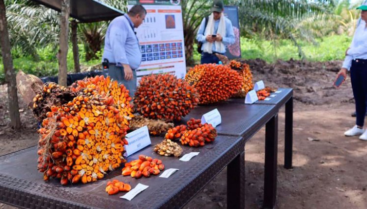 Producción de palma en la Colombia 
