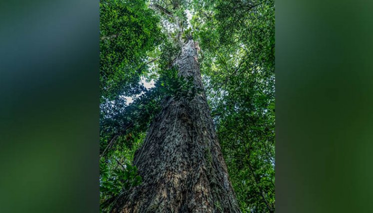 Científicos llegan en Brasil al árbol más alto de la Amazonía