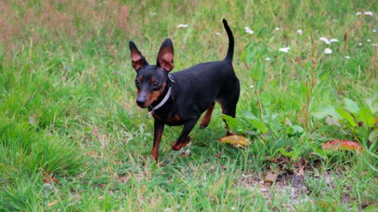 Perro raza pinscher