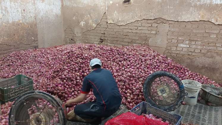 La cebolla ocañera logra el sello de la marca colectiva para estrechar lazos de comercialización.