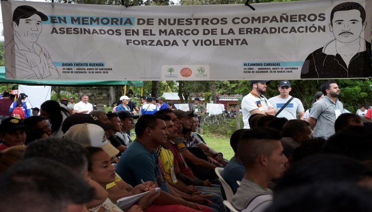 Cocaleros-Catatumbo. / Foto: AFP