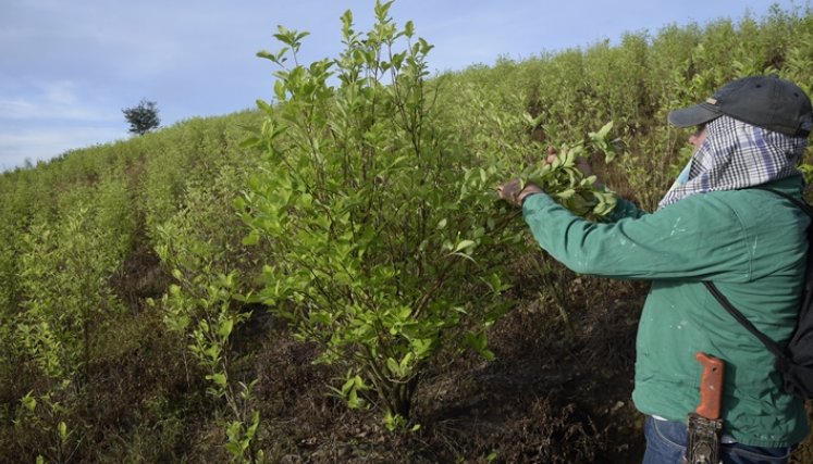 Tibú es el primer municipio en Colombia con más cultivos de uso ilícito. Tiene 22.000 hectáreas sembradas con coca.
