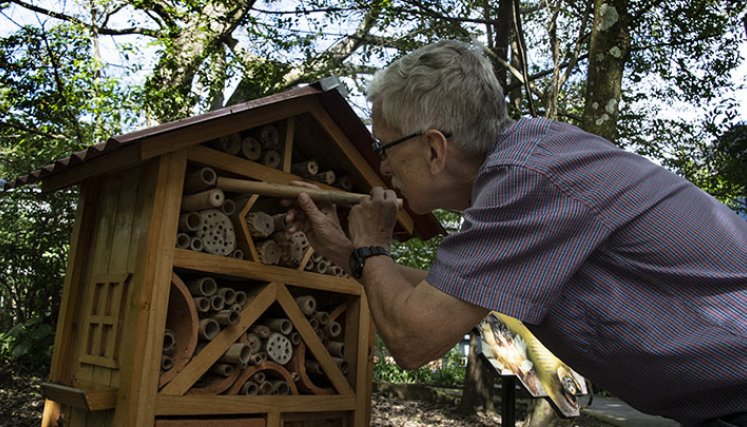 abejas