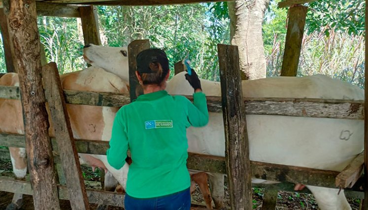 Vacunadas también 9.650 terneras contra la brucelosis. /Foto: Cortesía
