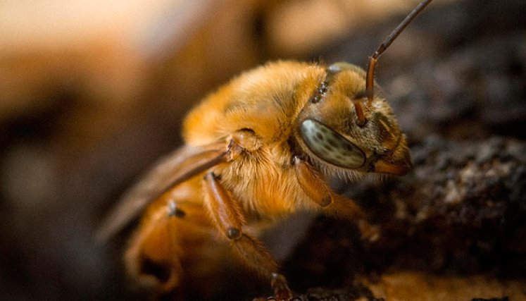 Se busca prohibir el uso de fipronil en el país, que está afectando a las abejas.