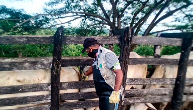 La orden del ICA obedece a una recomendación de la Organización Mundial de Sanidad Animal. / Foto Cortesía