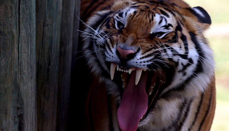 Capturado un tigre que atacó a agricultores en Indonesia./Foto: AFP