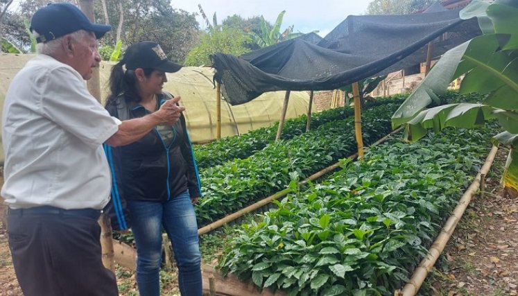 Con el firme propósito de impulsar la economía agraria de la zona del Catatumbo se promueve la Ruta ecológica del café. / Foto: Javier Sarabia / La Opinión