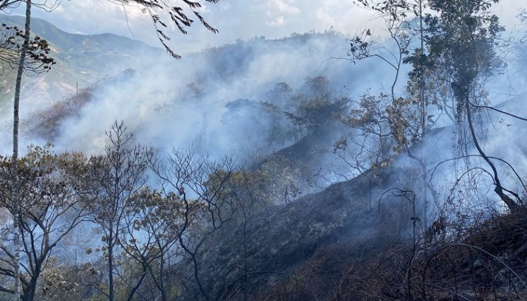 Se perdieron unas 50 hectáreas de capa vegetal. /Foto: Cortesía / La Opinión