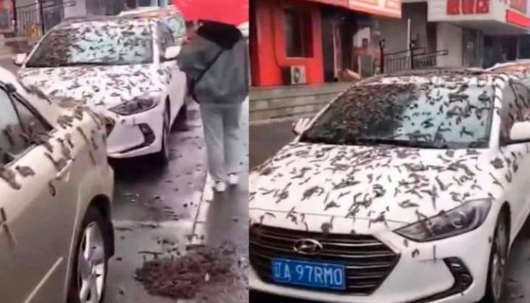 Lluvia de gusanos en China.
