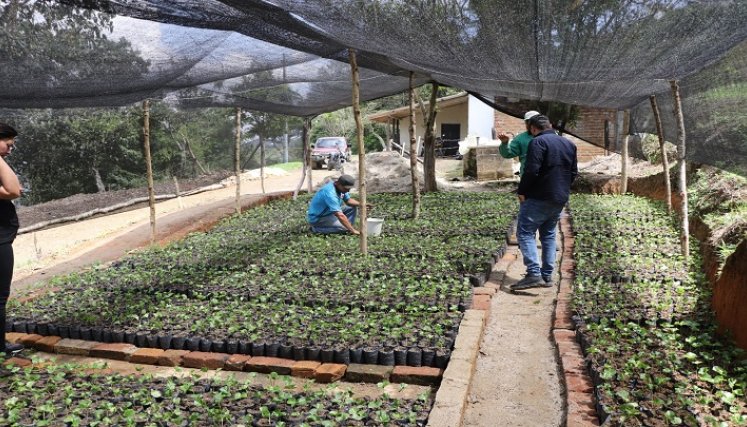 En el vivero El Edén del corregimiento de Buenavista de Ocaña germina el proyecto para la conservación de la biodiversidad del Catatumbo.