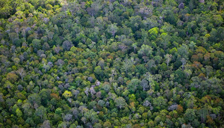 Exuberante bosque tropical en la provincia de Kalimantan  Central, en la isla de Borneo de Indonesia/ Foto: AFP