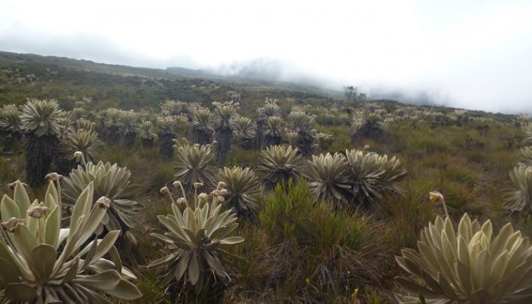 Colombia es uno de los países tropicales con mayor biodiversidad, albergando el diez por ciento de las especies del mundo