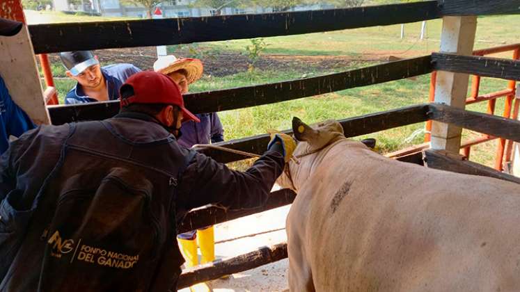 Fedegan e ICA vacunaron 30.000 bovinos y bufalinos contra la fiebre aftosa 