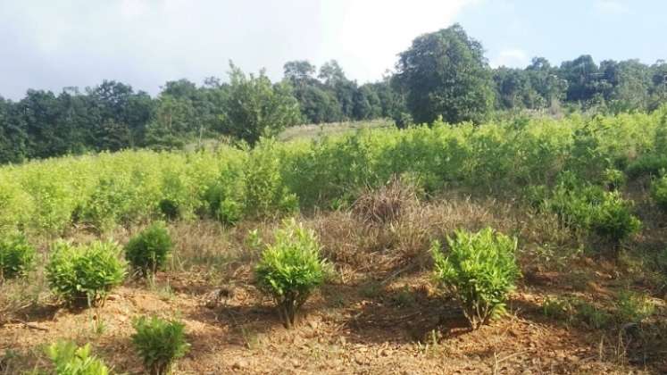 Un campesino busca en el cacao y en sus derivados un mejor futuro para el Catatumbo./Foto :Cortesía