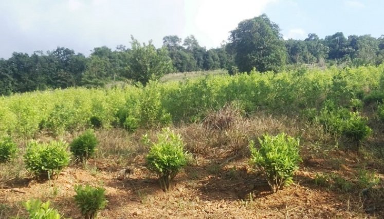 Un campesino busca en el cacao y en sus derivados un mejor futuro para el Catatumbo./Foto :Cortesía